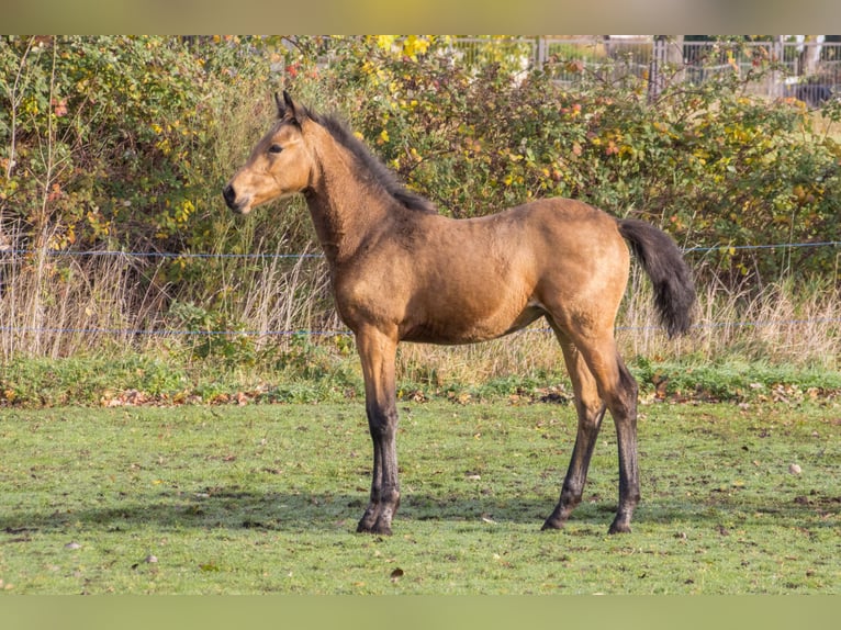 Cheval de sport allemand Jument 1 Année 170 cm Buckskin in Dessau-Roßlau