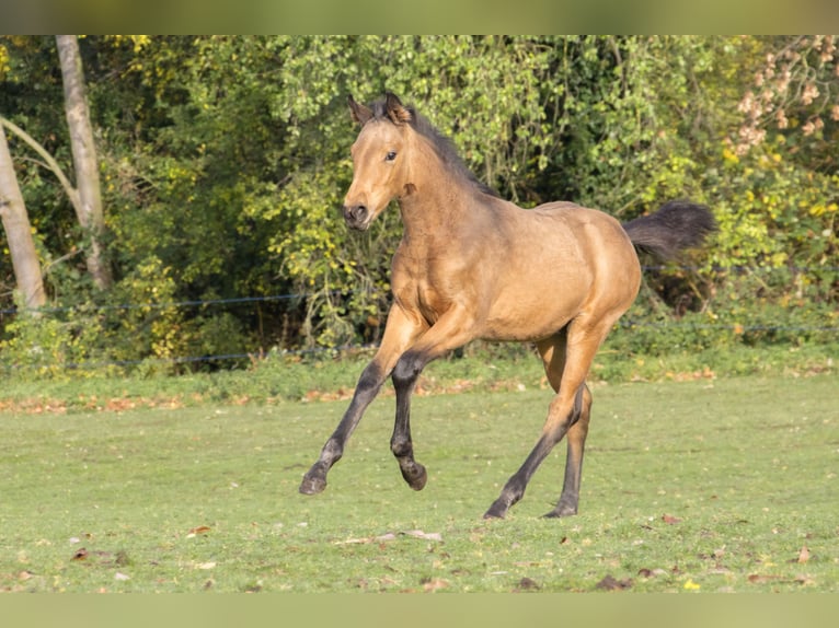 Cheval de sport allemand Jument 1 Année 170 cm Buckskin in Dessau-Roßlau