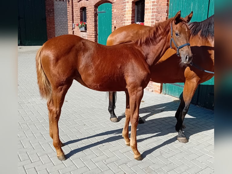 Cheval de sport allemand Jument 1 Année 170 cm in Milower Land