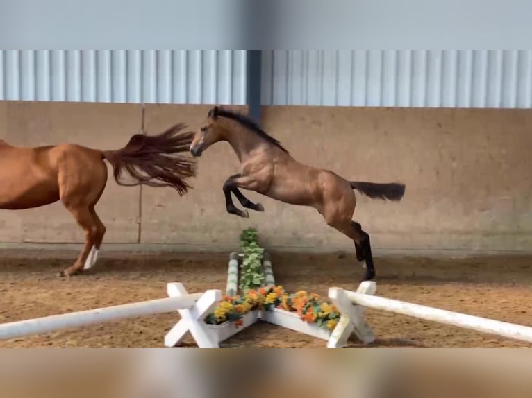 Cheval de sport allemand Jument 1 Année 170 cm Gris in Gadow