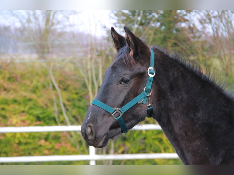 Cheval de sport allemand Jument 1 Année 170 cm Noir in Neckargemünd