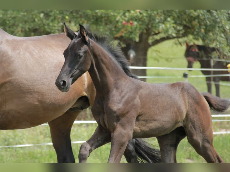 Cheval de sport allemand Jument 1 Année 170 cm Noir in Neckargemünd