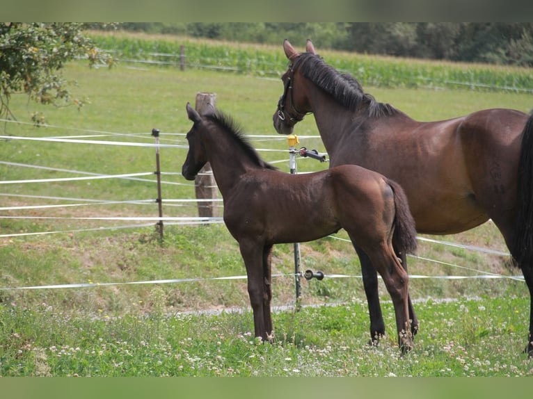 Cheval de sport allemand Jument 1 Année 170 cm Noir in Neckargemünd