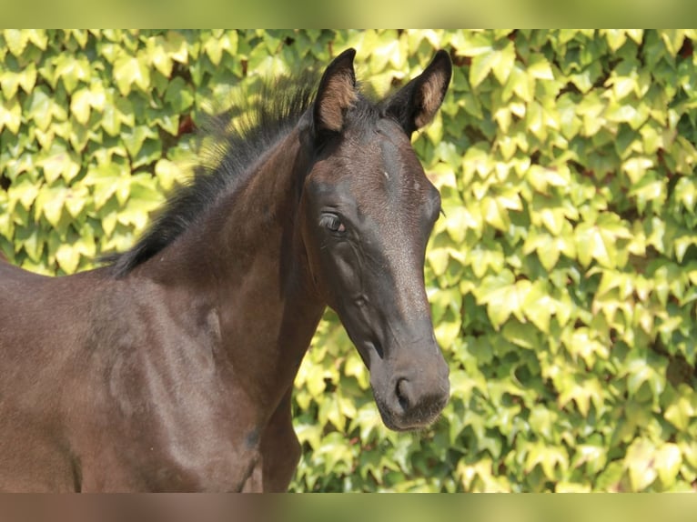 Cheval de sport allemand Jument 1 Année 170 cm Noir in Neckargemünd