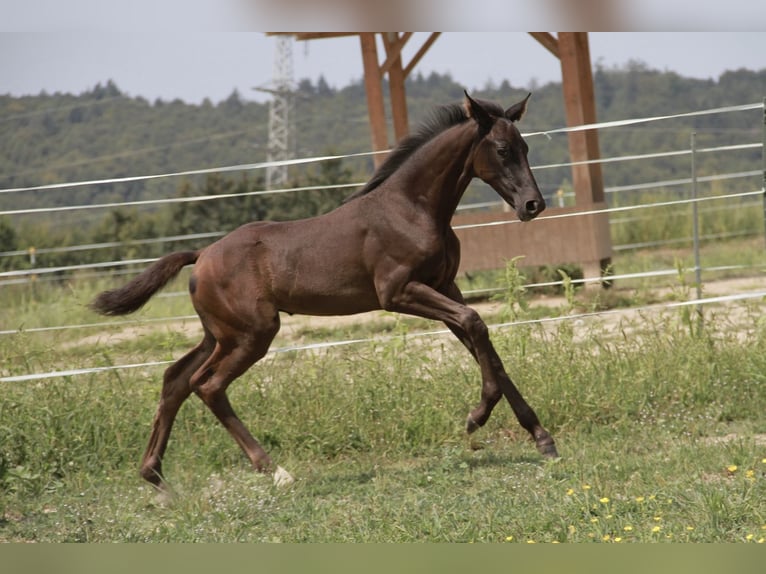 Cheval de sport allemand Jument 1 Année 170 cm Noir in Neckargemünd