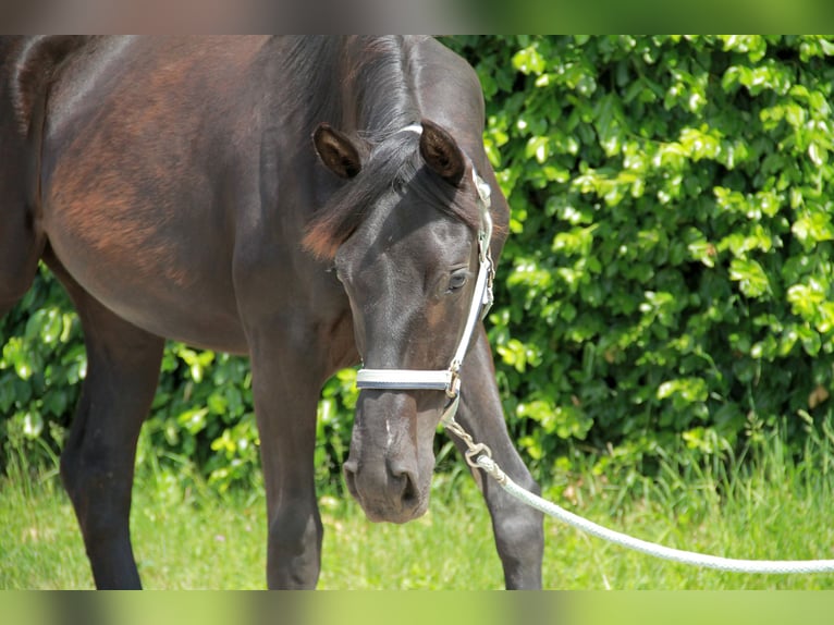 Cheval de sport allemand Jument 1 Année 172 cm Noir in Neckargemünd