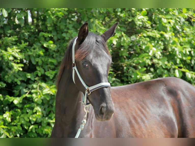 Cheval de sport allemand Jument 1 Année 172 cm Noir in Neckargemünd