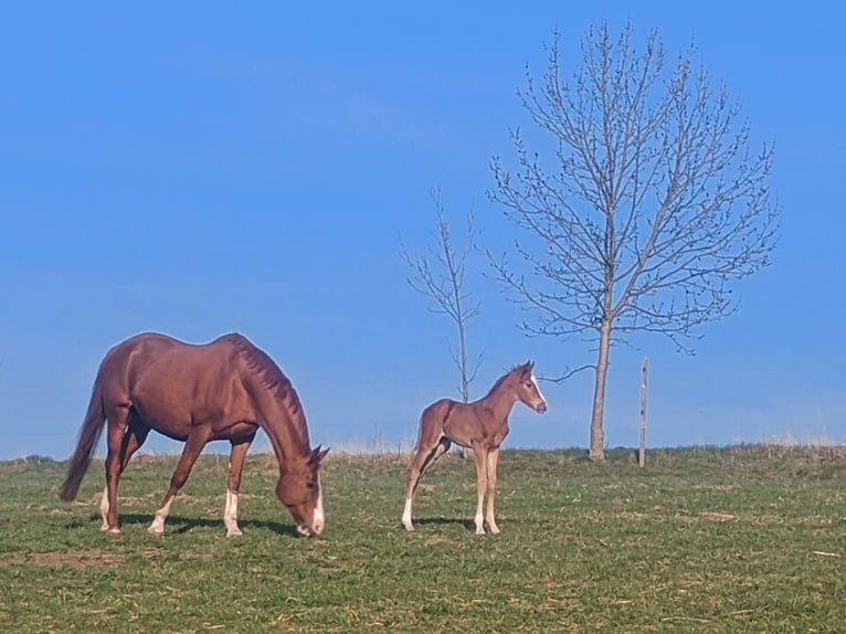 Cheval de sport allemand Jument 1 Année 174 cm Alezan in Frauenstein