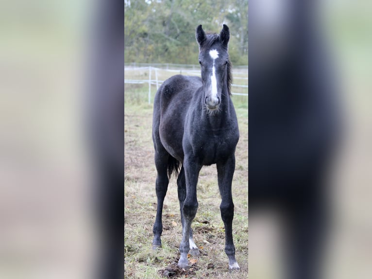 Cheval de sport allemand Jument 1 Année 175 cm Gris pommelé in Wallendorf