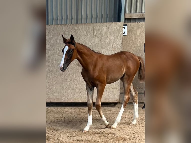 Cheval de sport allemand Jument 1 Année Alezan brûlé in Burgthann