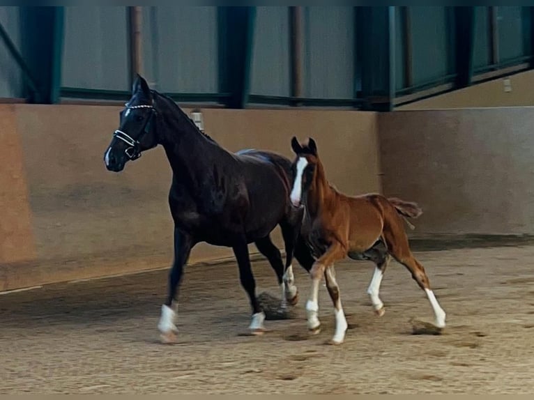 Cheval de sport allemand Jument 1 Année Alezan brûlé in Burgthann