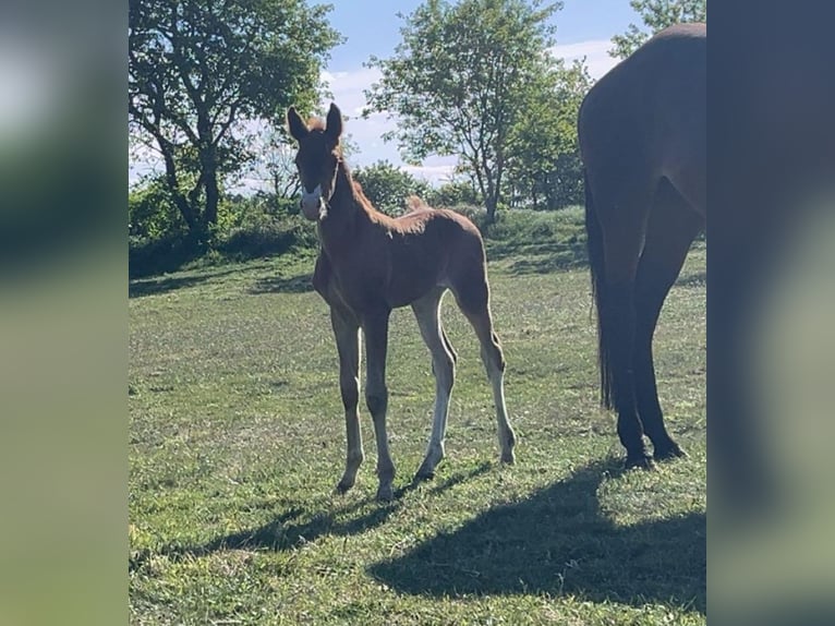 Cheval de sport allemand Jument 1 Année Alezan brûlé in Viöl