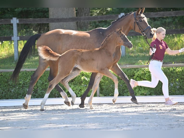Cheval de sport allemand Jument 1 Année Alezan brûlé in Marienfließ