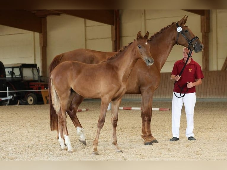 Cheval de sport allemand Jument 1 Année Alezan in Müncheberg