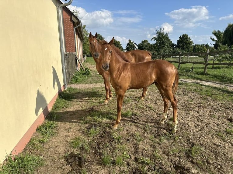 Cheval de sport allemand Jument 1 Année Alezan in Müncheberg