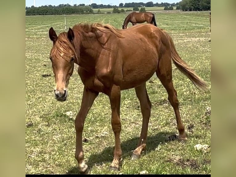 Cheval de sport allemand Jument 1 Année Alezan in Mollnitz