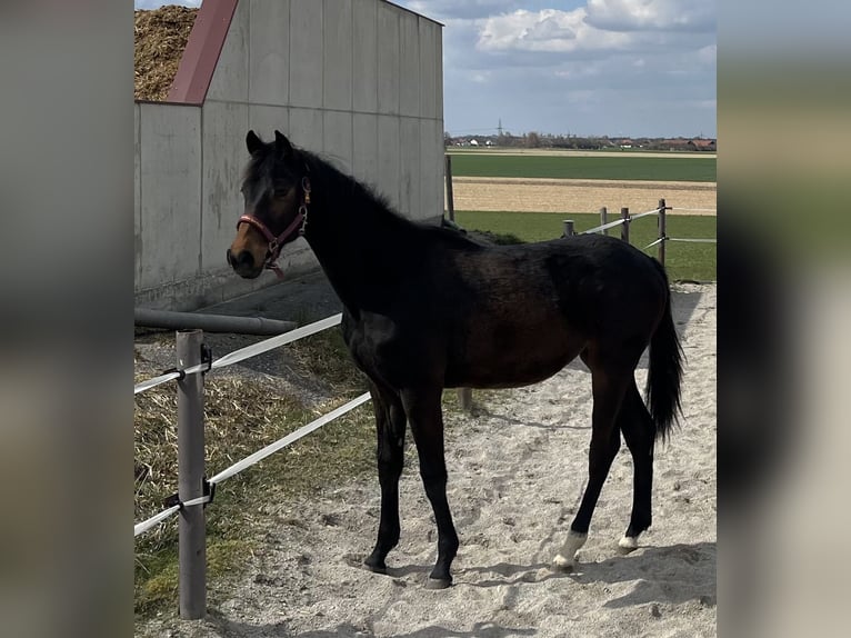 Cheval de sport allemand Jument 1 Année Bai brun in Unterneukirchen