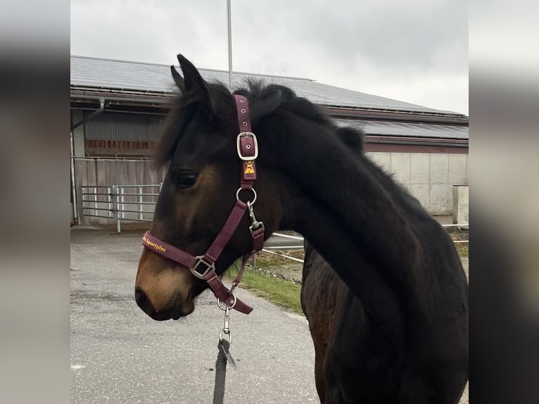 Cheval de sport allemand Jument 1 Année Bai brun in Unterneukirchen