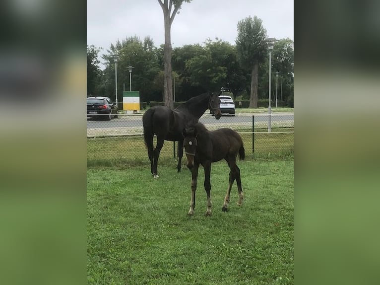 Cheval de sport allemand Jument 1 Année Bai brun in Höchstadt an der Aisch