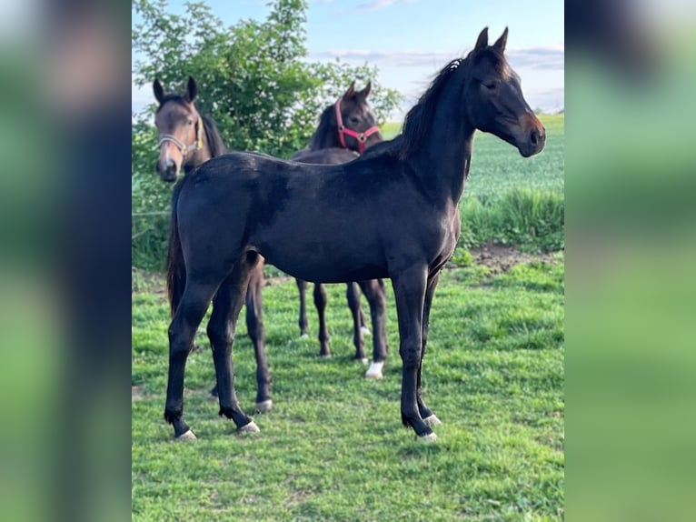 Cheval de sport allemand Jument 1 Année Bai brun in Meyenburg