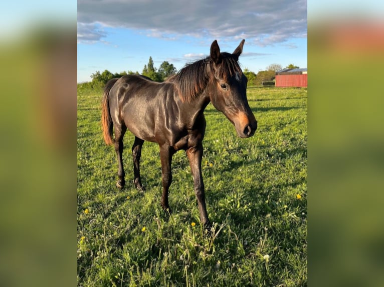 Cheval de sport allemand Jument 1 Année Bai brun in Meyenburg