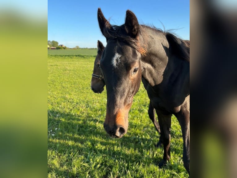 Cheval de sport allemand Jument 1 Année Bai brun in Meyenburg