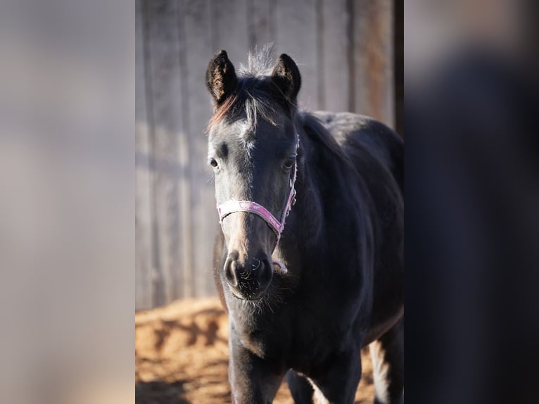 Cheval de sport allemand Jument 1 Année Bai brun in Kleinlangheim