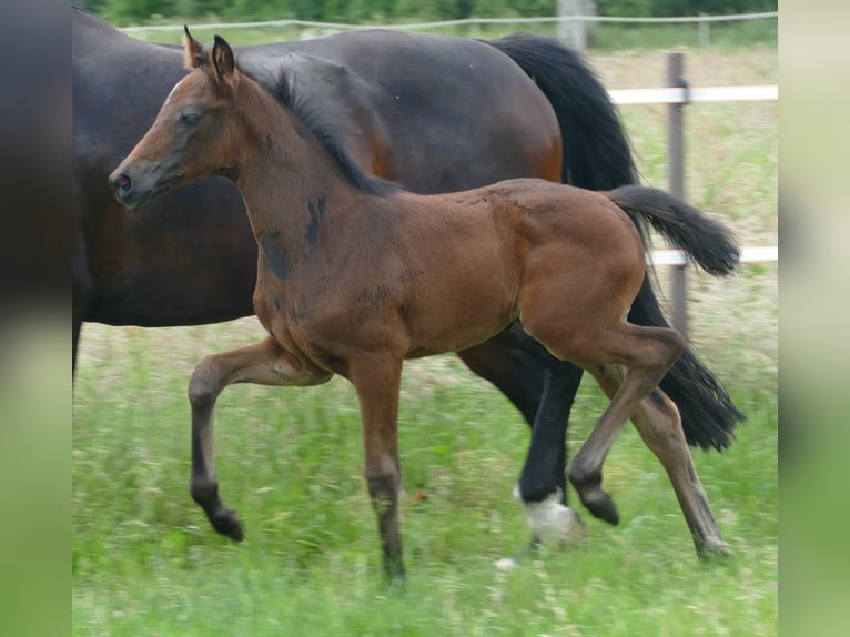 Cheval de sport allemand Jument 1 Année Bai brun in Kleinlangheim