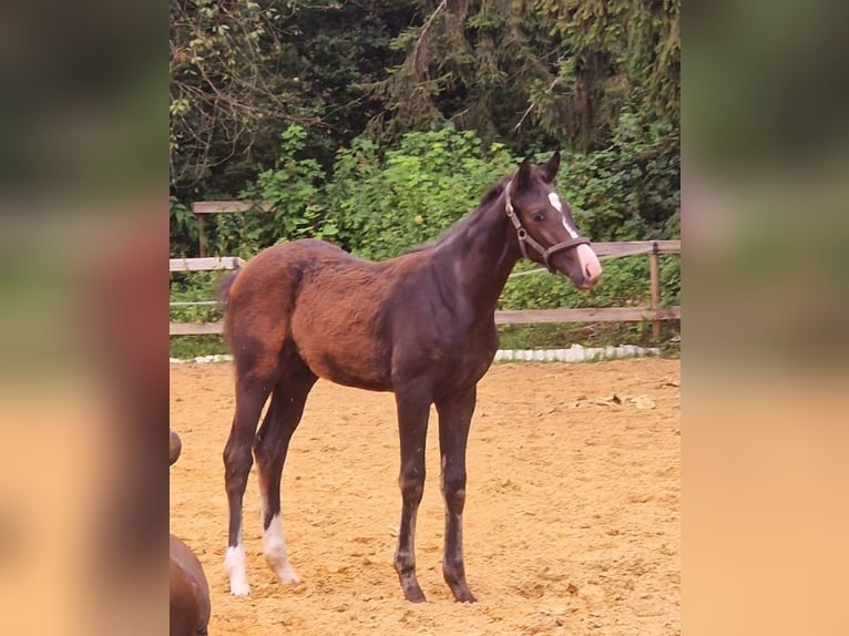 Cheval de sport allemand Jument 1 Année Bai brun in Schweppenhausen