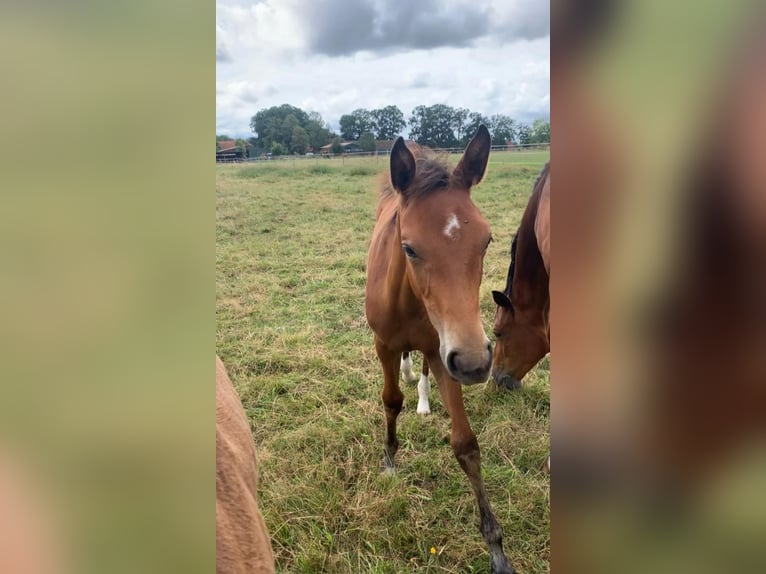 Cheval de sport allemand Jument 1 Année Bai in Verden (Aller)