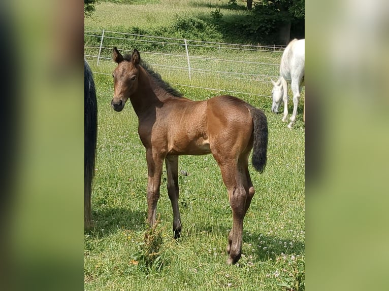 Cheval de sport allemand Jument 1 Année Bai in Bad König