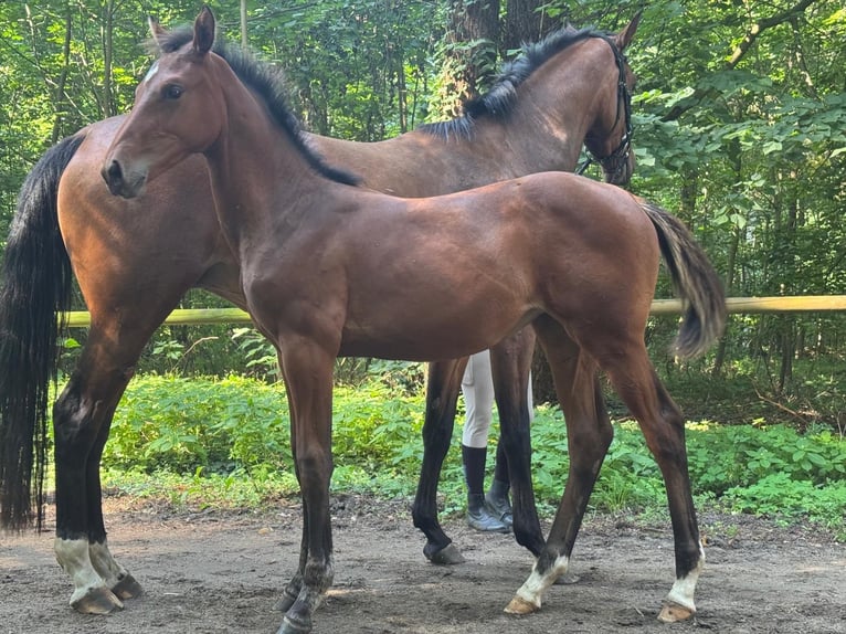 Cheval de sport allemand Jument 1 Année Bai in Neustadt (Dosse)
