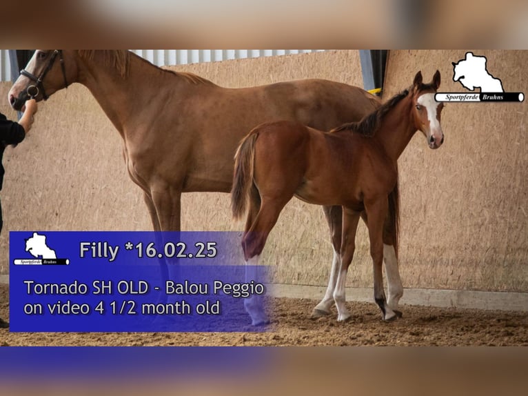 Cheval de sport allemand Jument 1 Année Bai in Gadow