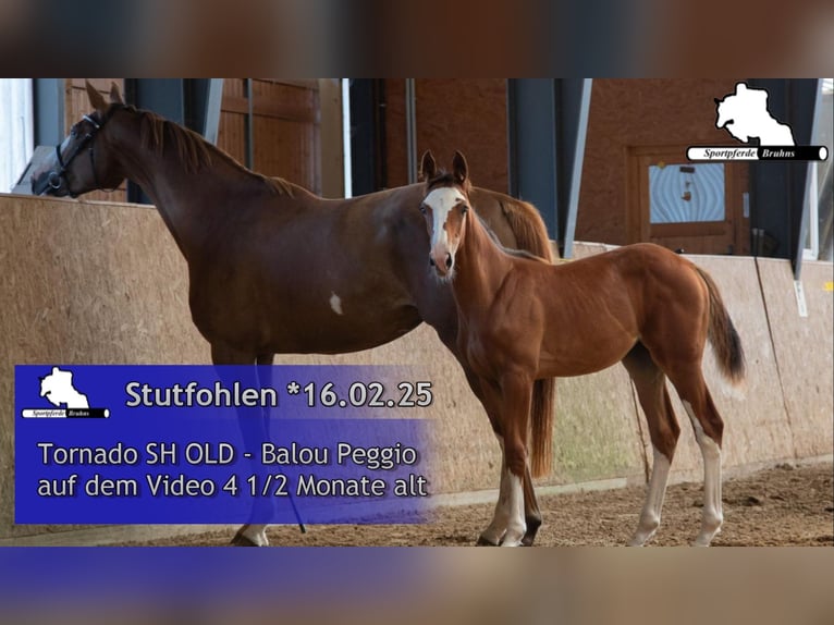 Cheval de sport allemand Jument 1 Année Bai in Gadow