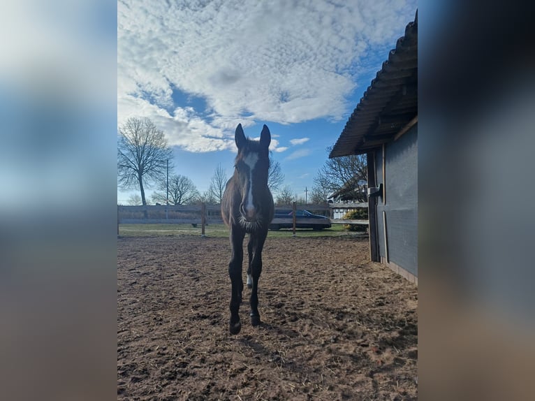 Cheval de sport allemand Jument 1 Année  in Salzwedel