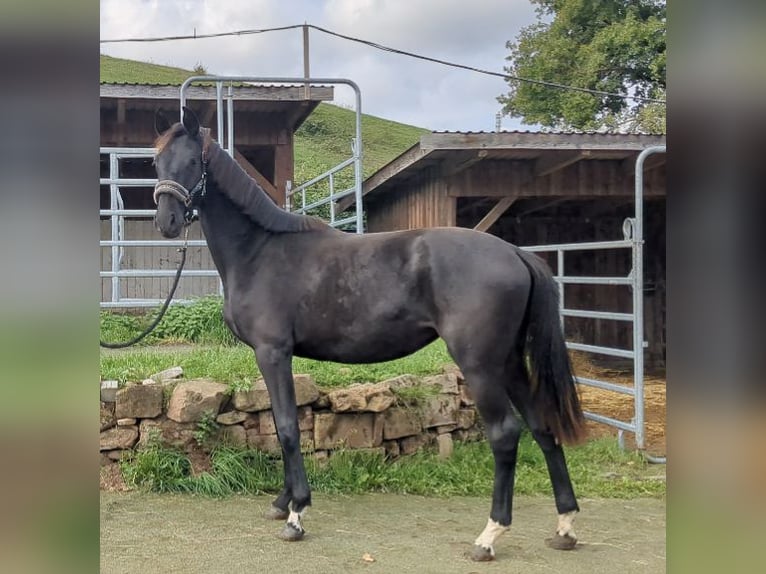 Cheval de sport allemand Jument 1 Année Noir in Bad K&#xF6;nig