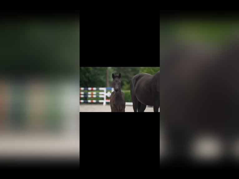 Cheval de sport allemand Jument 1 Année Noir in Viöl