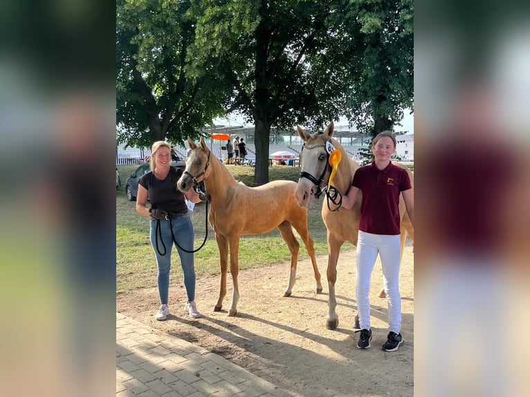 Cheval de sport allemand Jument 1 Année Palomino in Kloster Lehnin