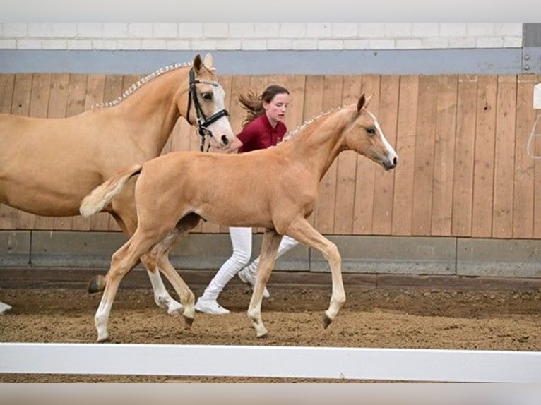 Cheval de sport allemand Jument 1 Année Palomino in Kloster Lehnin