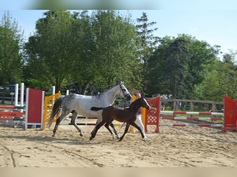 Cheval de sport allemand Jument 1 Année Peut devenir gris in HopfgartenGrammetal