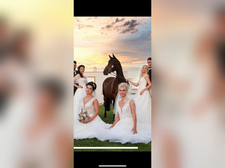 Cheval de sport allemand Jument 20 Ans 165 cm Bai in Lichtenfels