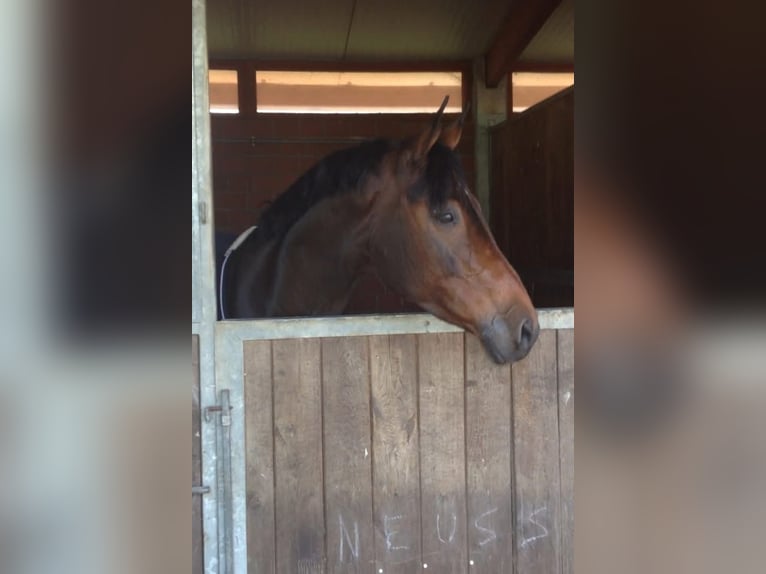 Cheval de sport allemand Jument 20 Ans 165 cm Bai in Lichtenfels