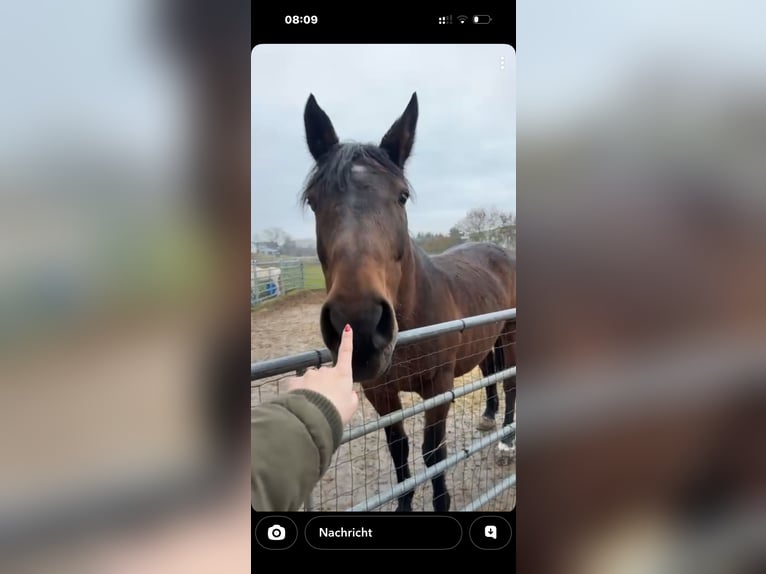 Cheval de sport allemand Jument 20 Ans 165 cm Bai in Lichtenfels