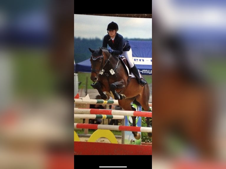 Cheval de sport allemand Jument 20 Ans 165 cm Bai in Lichtenfels