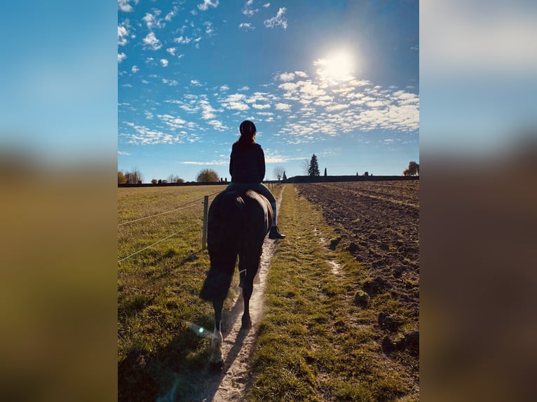 Cheval de sport allemand Jument 20 Ans 168 cm Bai in Osnabrück