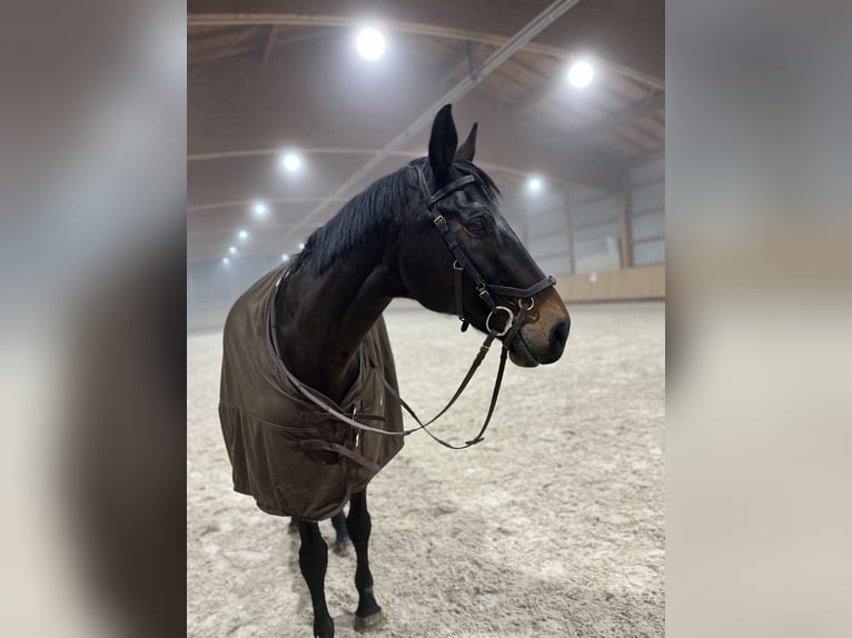 Cheval de sport allemand Jument 20 Ans 171 cm Bai in Zorneding