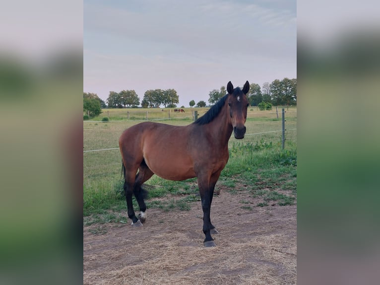 Cheval de sport allemand Jument 20 Ans in Neverin