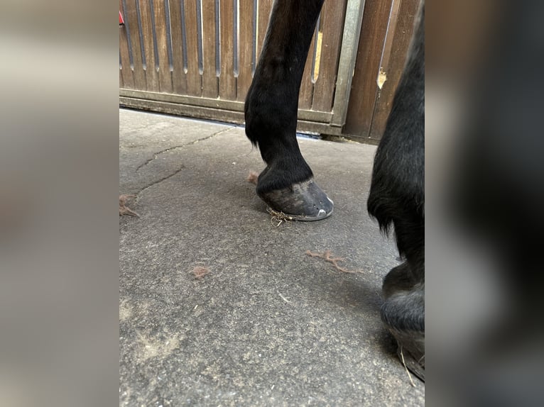 Cheval de sport allemand Jument 21 Ans 165 cm Bai in DresdenDresden