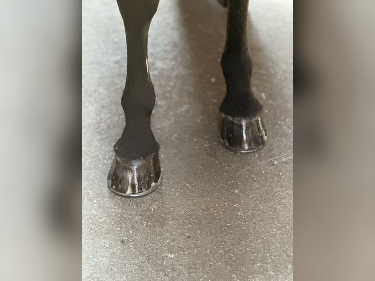 Cheval de sport allemand Jument 21 Ans 165 cm Bai in DresdenDresden