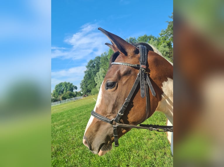 Cheval de sport allemand Jument 2 Ans 155 cm Pinto in Oppurg